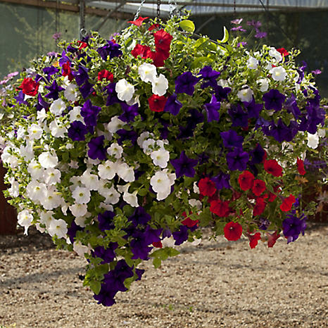 12 easy fill hanging baskets